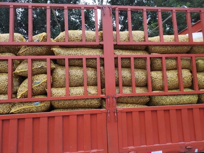 带壳鲜花生，大果，颗粒饱满，品质保证
