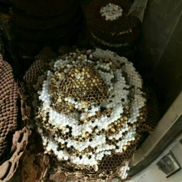 野生马蜂，蛋白质含量高，