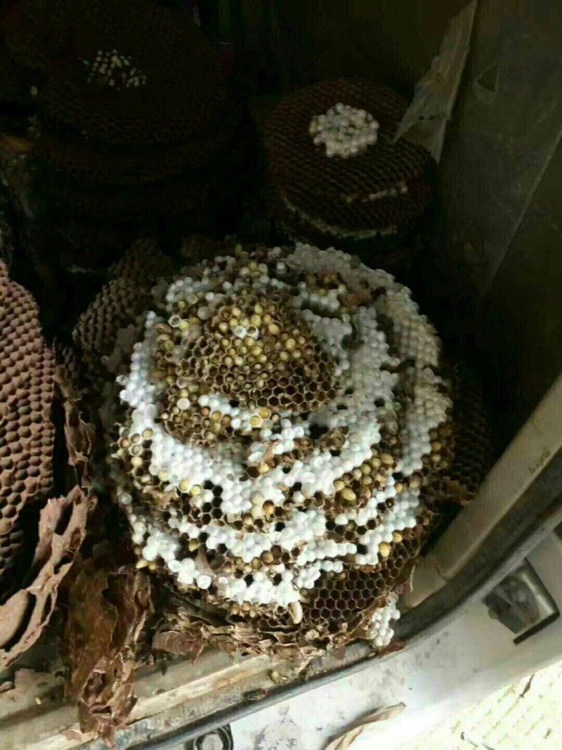 野生马蜂，蛋白质含量高，