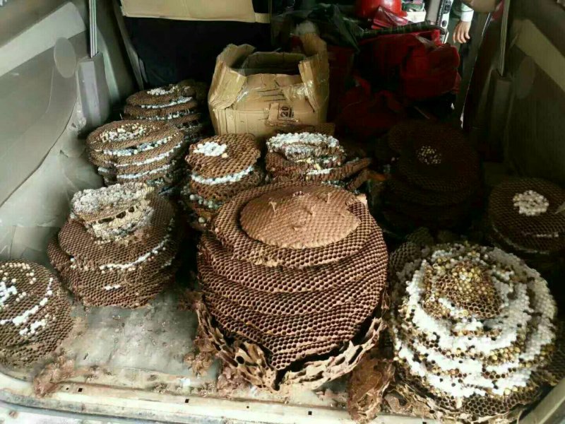 野生马蜂，蛋白质含量高，