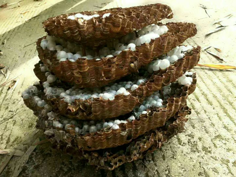 野生马蜂，蛋白质含量高，
