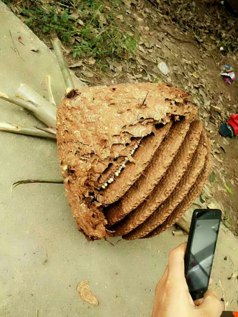 野生马蜂，蛋白质含量高，