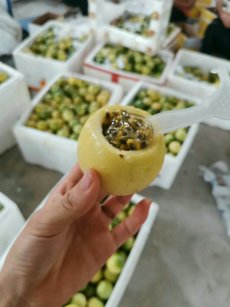 黄金百香果一件代发招代理果之缘孟公子
