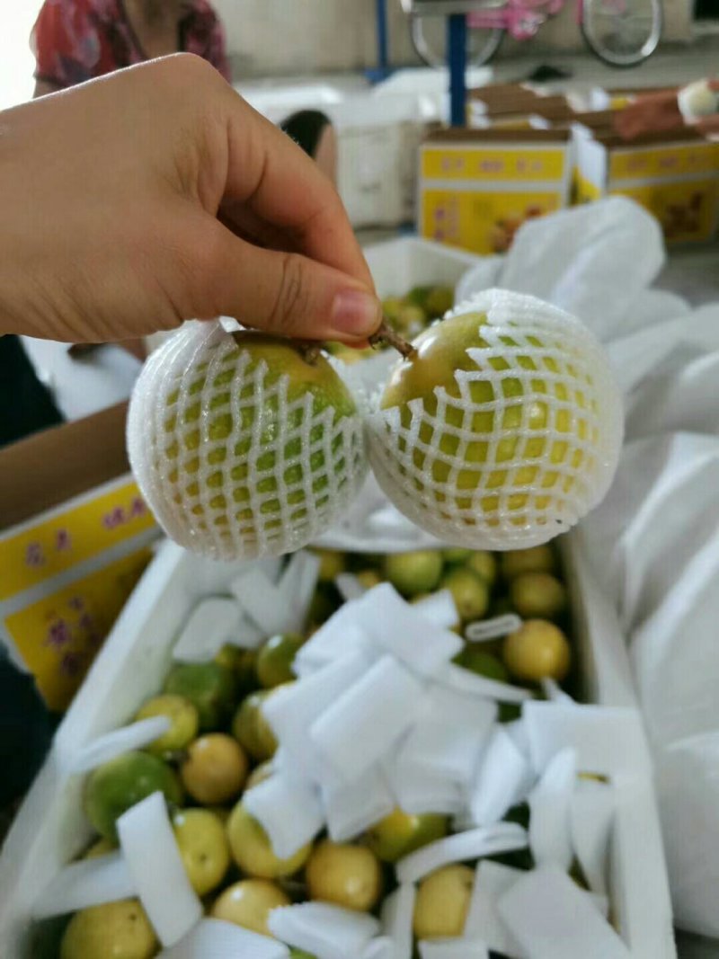 黄金百香果一件代发招代理果之缘孟公子
