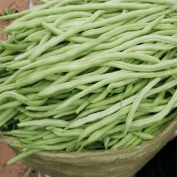 泰国豆架豆王无筋豆无丝豆超市专供