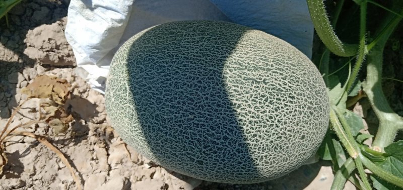 西州蜜17号新疆产区大量货源，对接各大市场、电商平台、社