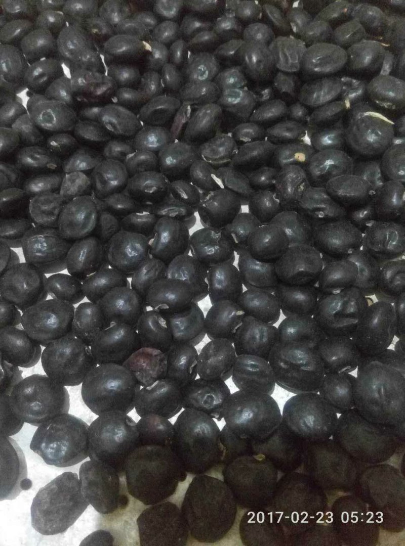牛大力种子发芽率95%以上货到付款免费提供种植技术