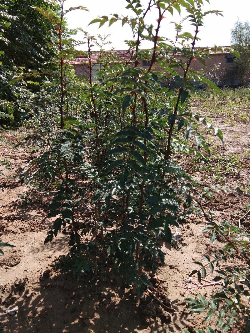 韩城大红袍狮子头花椒苗，