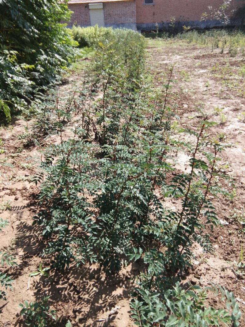 韩城大红袍狮子头花椒苗，