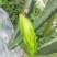 鲜霸王花
