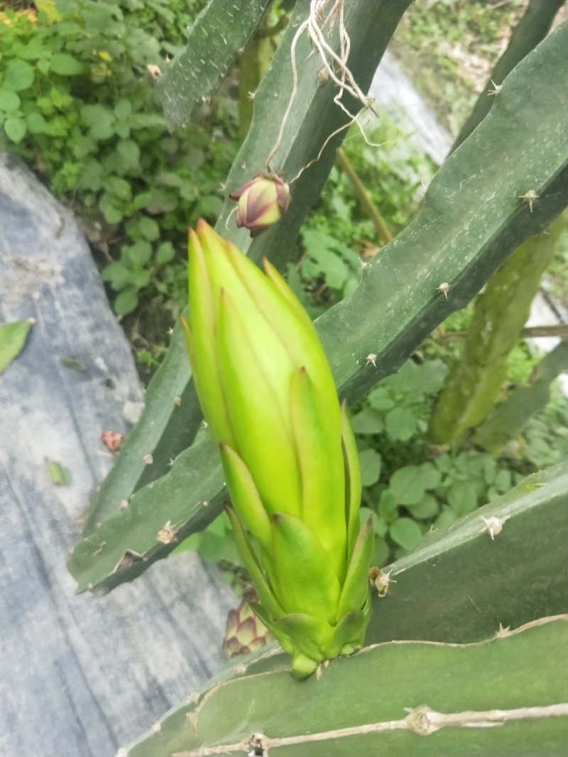 鲜霸王花
