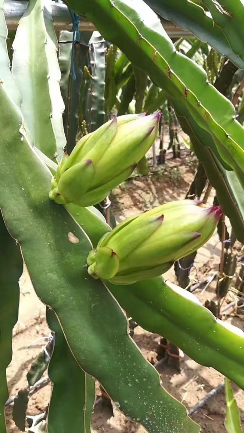 新鲜霸王花