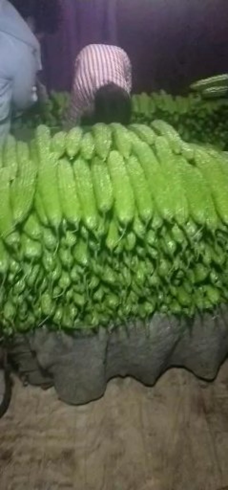 【热卖】绿元帅苦瓜2两以上质量好大量低价供货协助找车