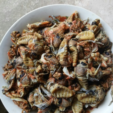 银蝉，金蝉蛹