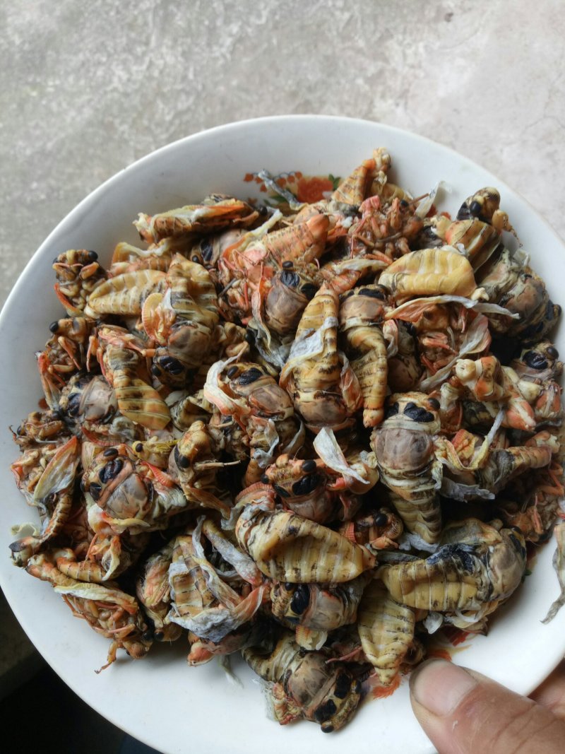 银蝉，金蝉蛹