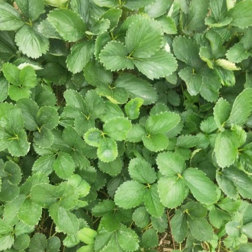 白草莓系列草莓苗，建德白露，梦之莹，梦之瑶，抗病力强，