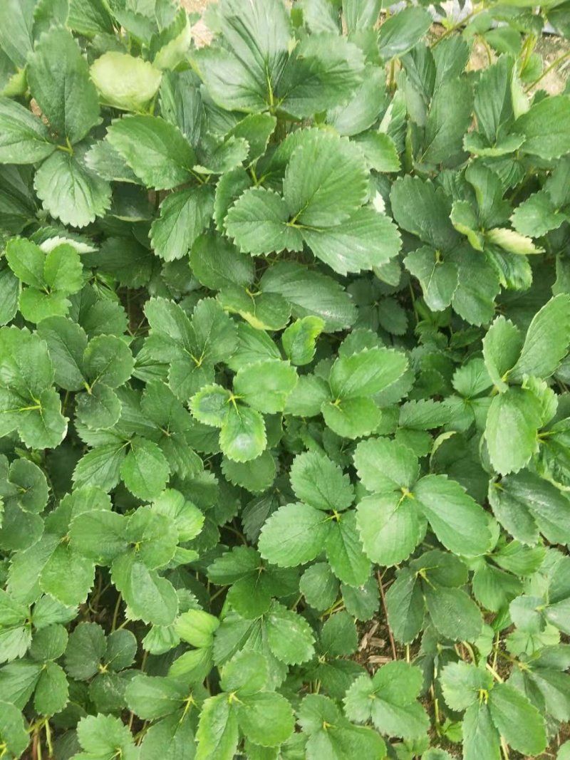 白草莓系列草莓苗，建德白露，梦之莹，梦之瑶，抗病力强，