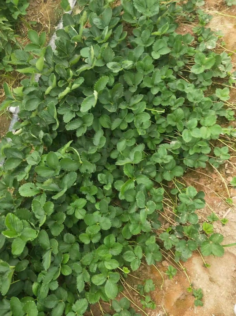 白草莓系列草莓苗，建德白露，梦之莹，梦之瑶，抗病力强，