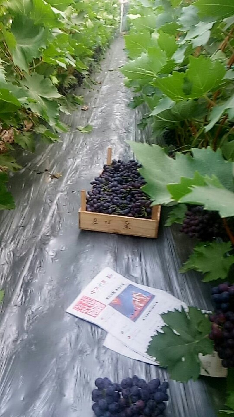 冷棚玫瑰香葡萄