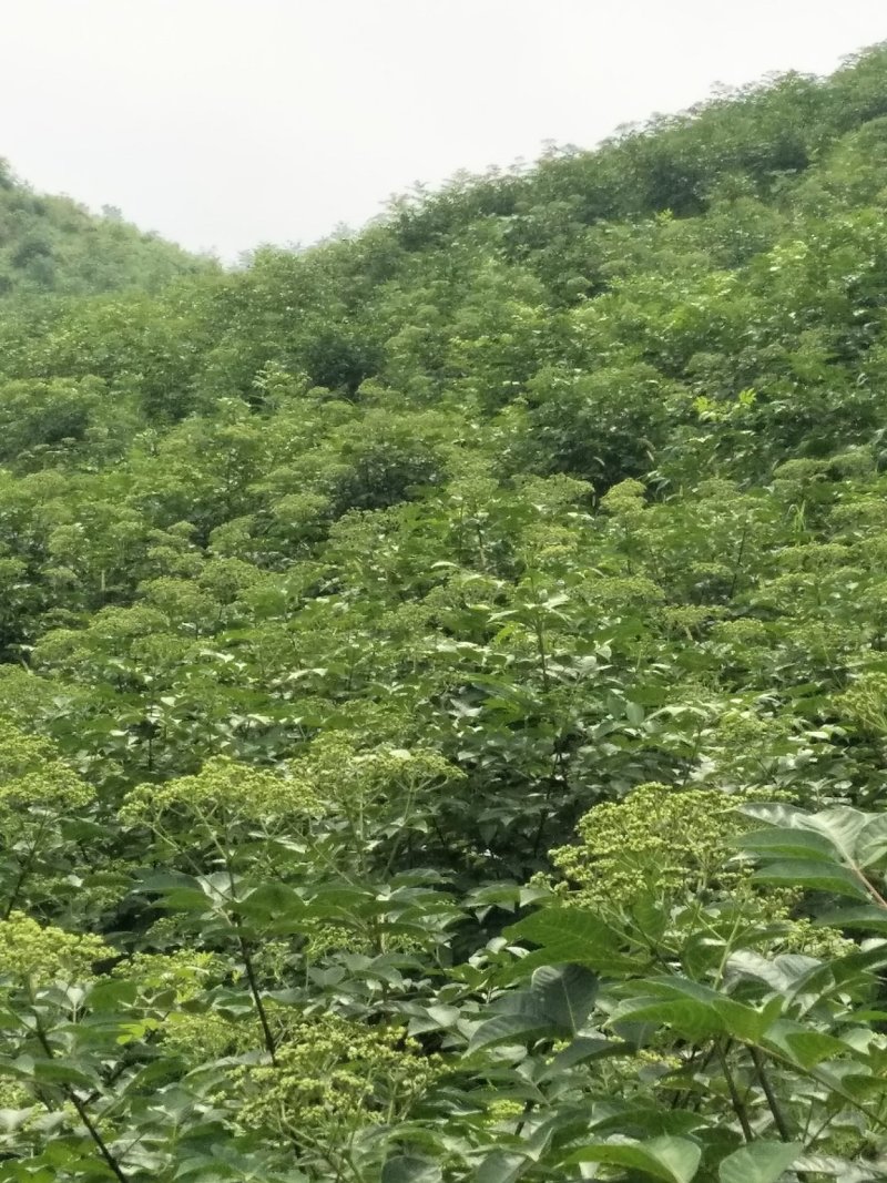 吴茱萸