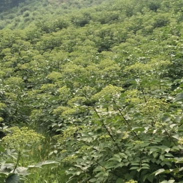 吴茱萸
