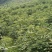 吴茱萸
