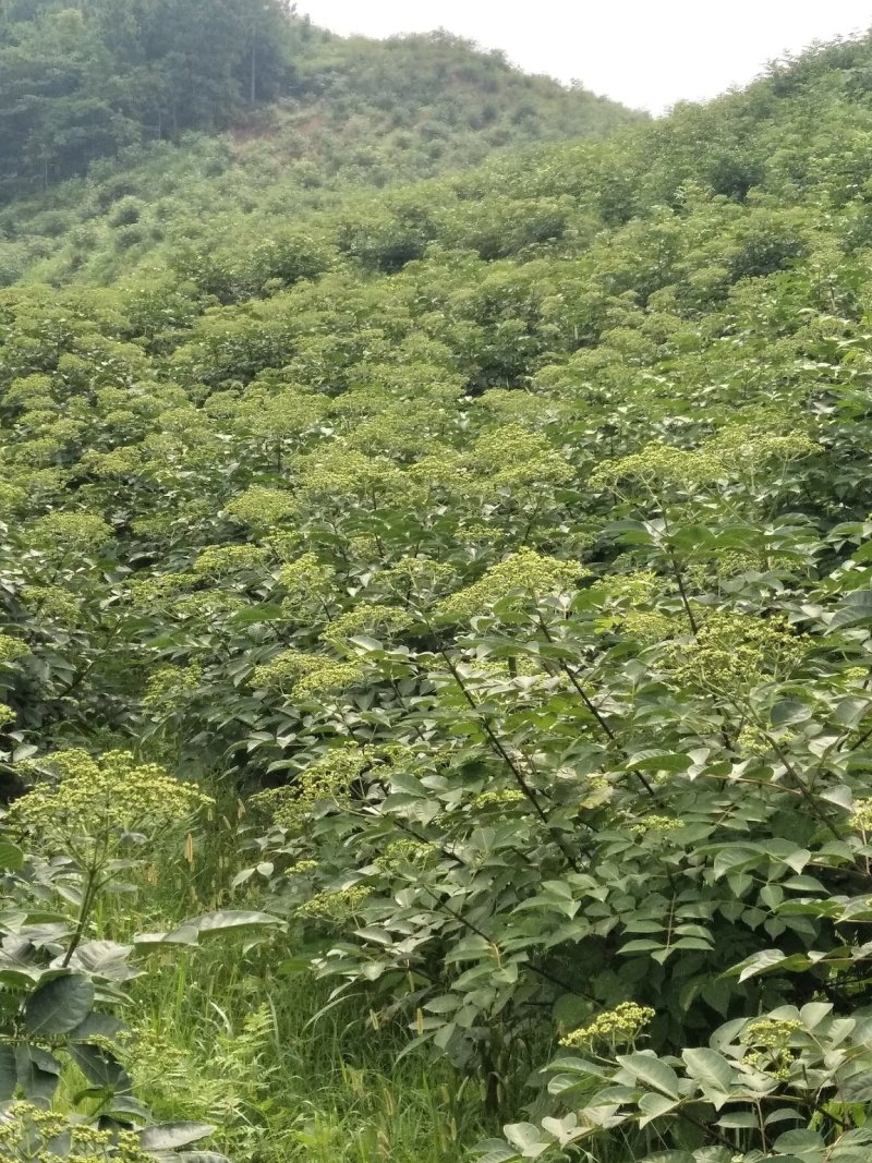 吴茱萸