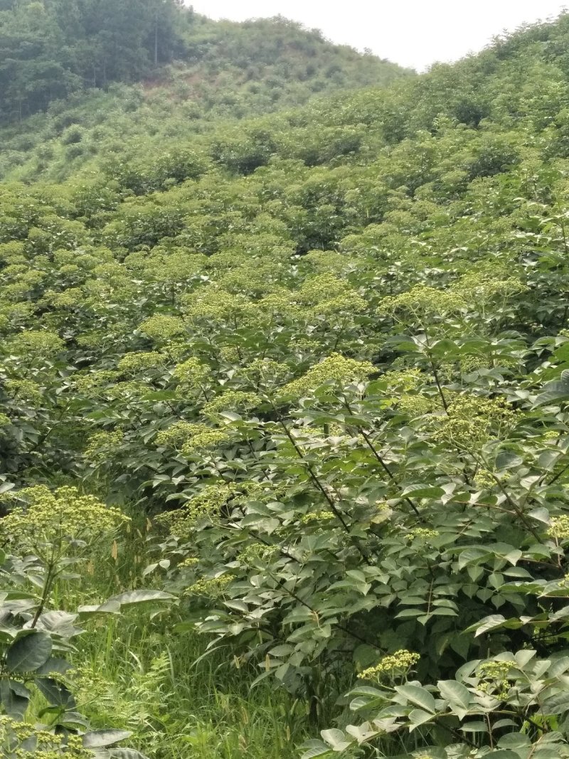 吴茱萸