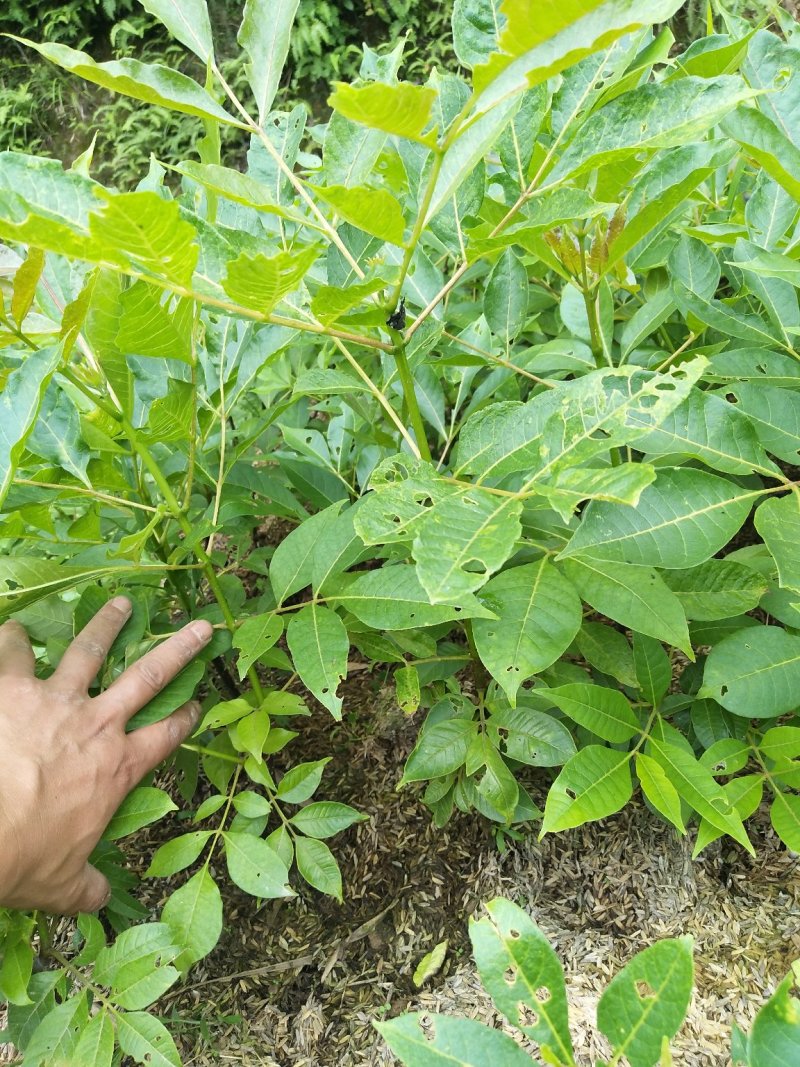 吴茱萸