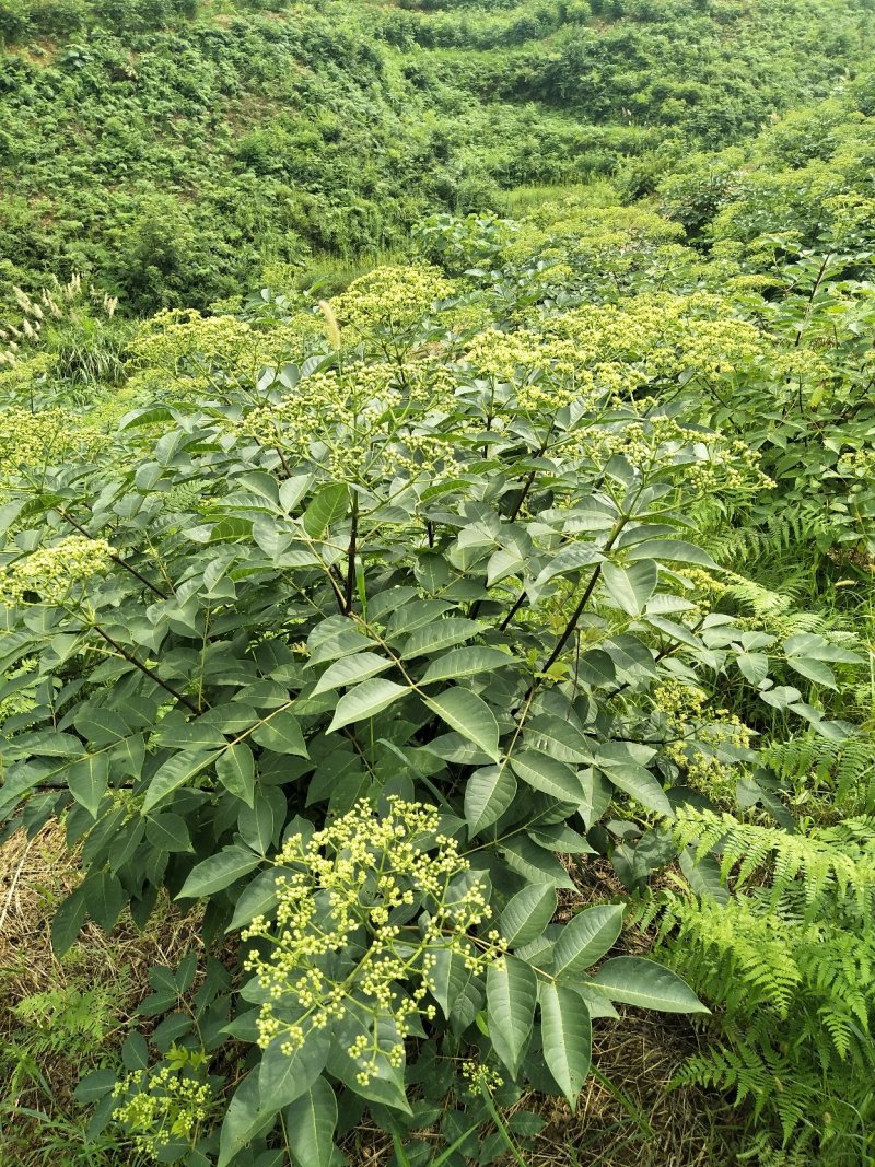 吴茱萸