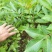 吴茱萸