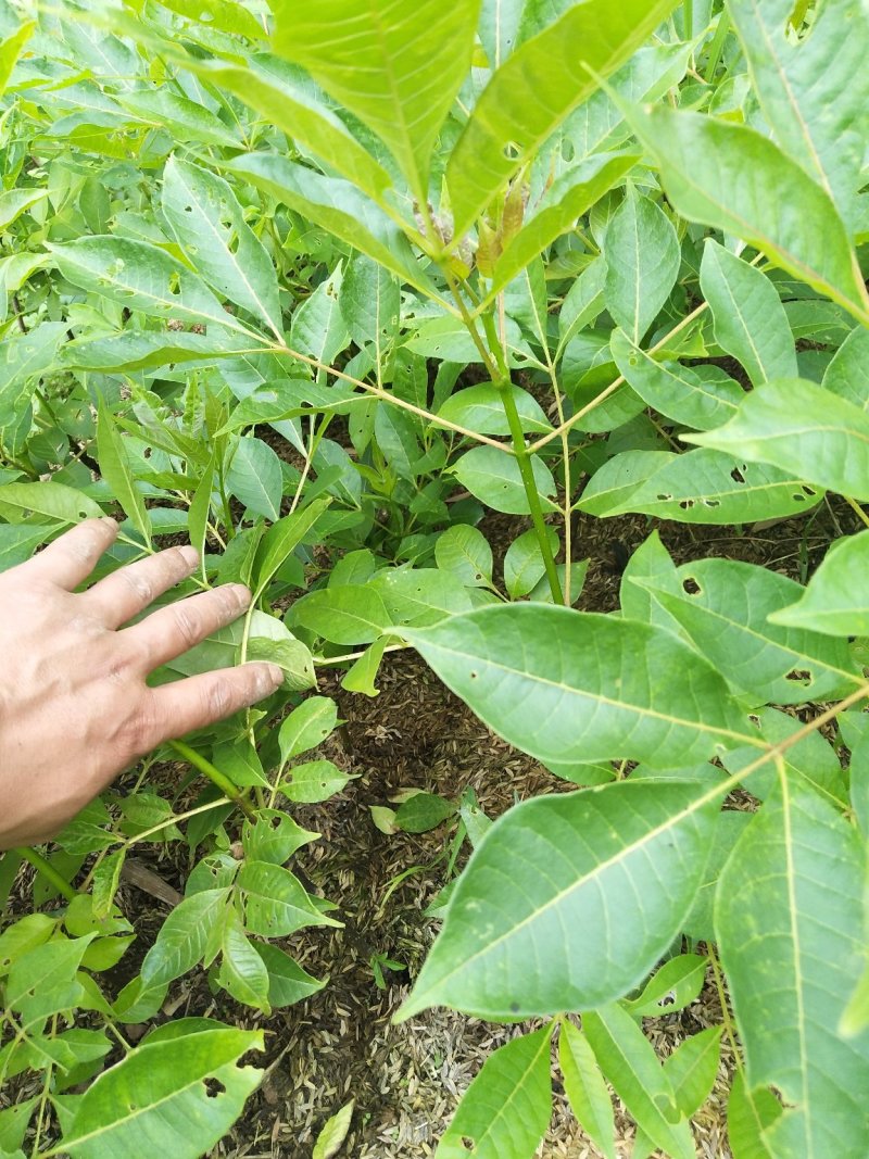 吴茱萸