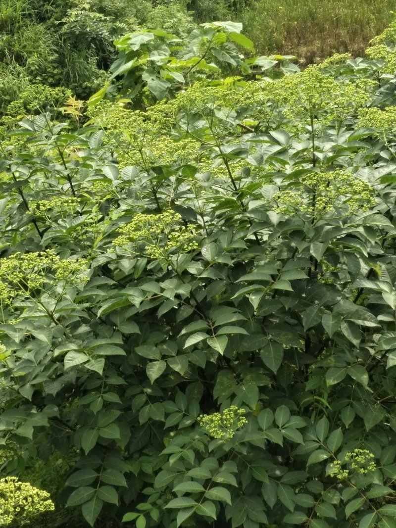 吴茱萸