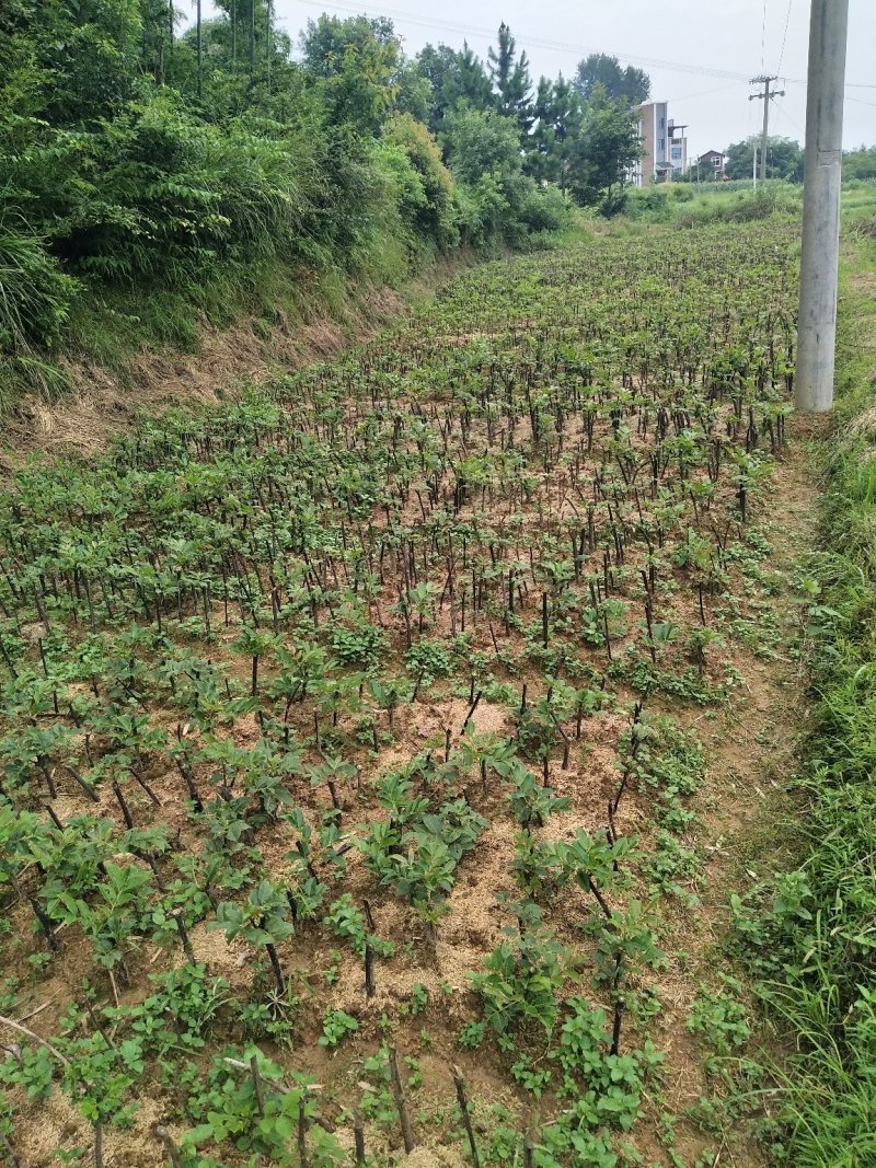 吴茱萸