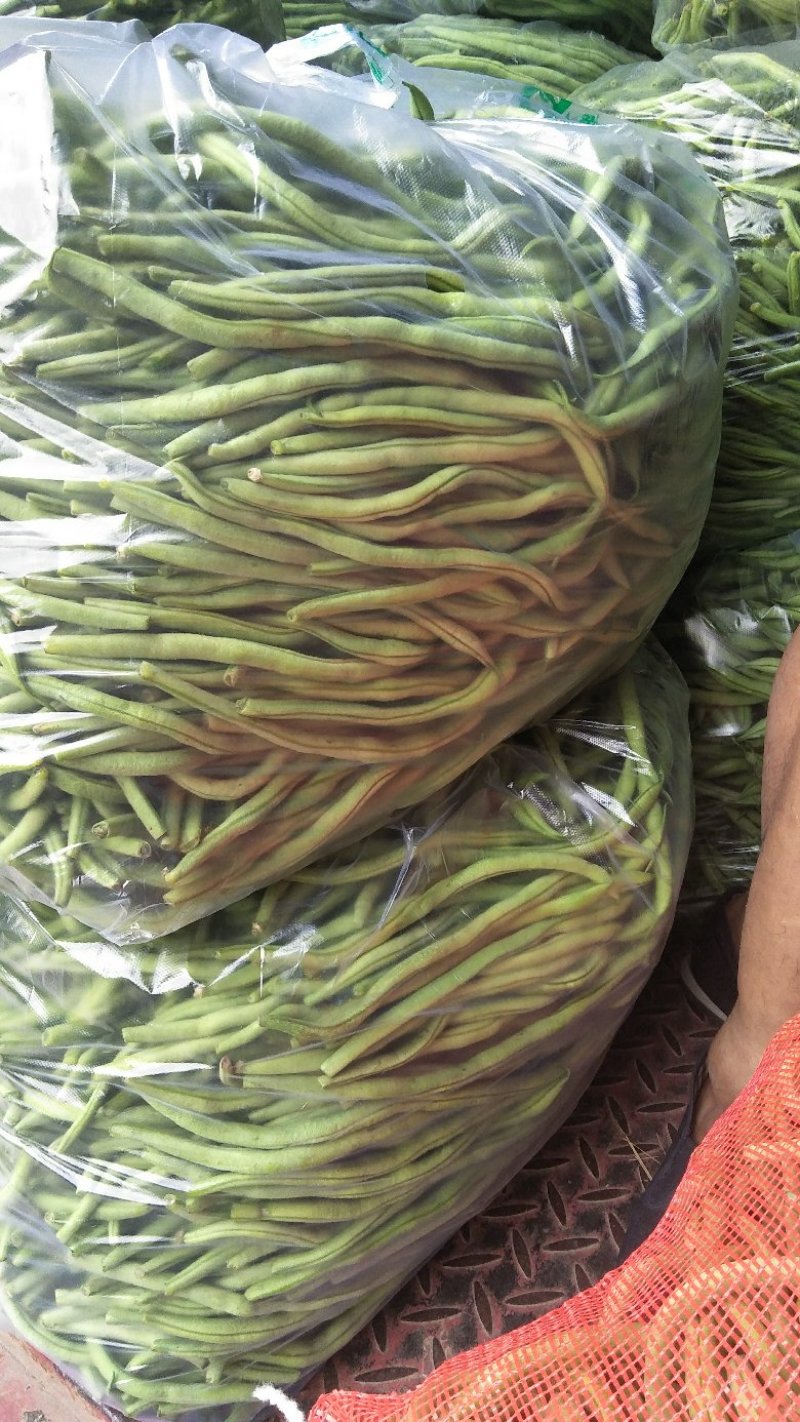 精品豆王大量上市中