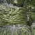 精品豆王大量上市中