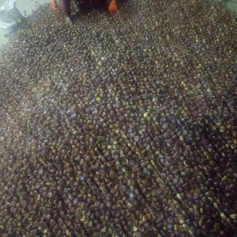 云南高原板栗早熟大量上市