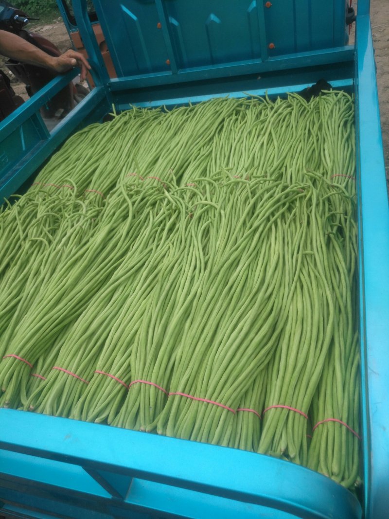 豆角长豆角60cm以上产地直发量大从优视频验货等您沟通