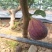 有机种植高品质无花果