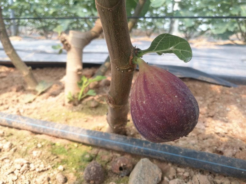 有机种植高品质无花果