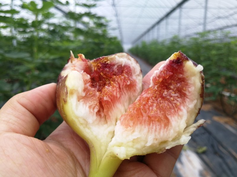有机种植高品质无花果