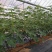 有机种植高品质无花果