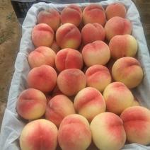 黄河滩精品毛桃油桃大量上市中，需要的！