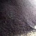 赤芍籽，赤芍种子，新种子，人工挑拣，无杂质发芽率高