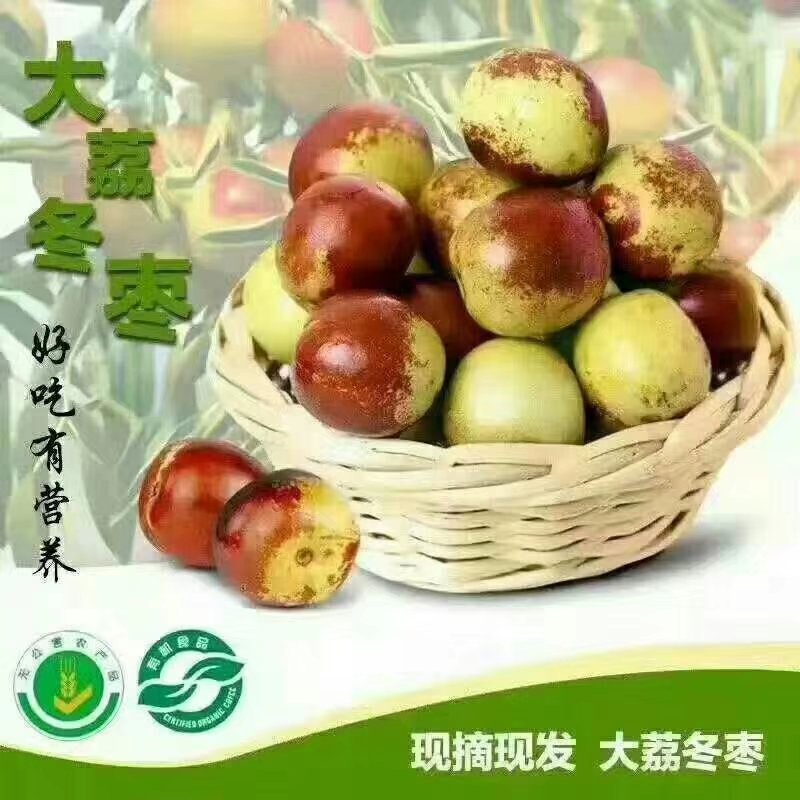 陕西省大荔县优质巜冬枣》范家