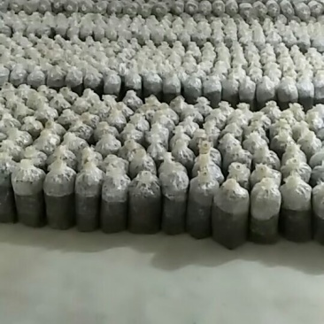 平菇菌种二级种