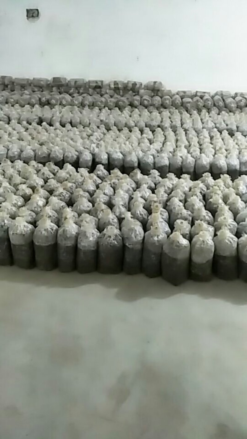 平菇菌种二级种