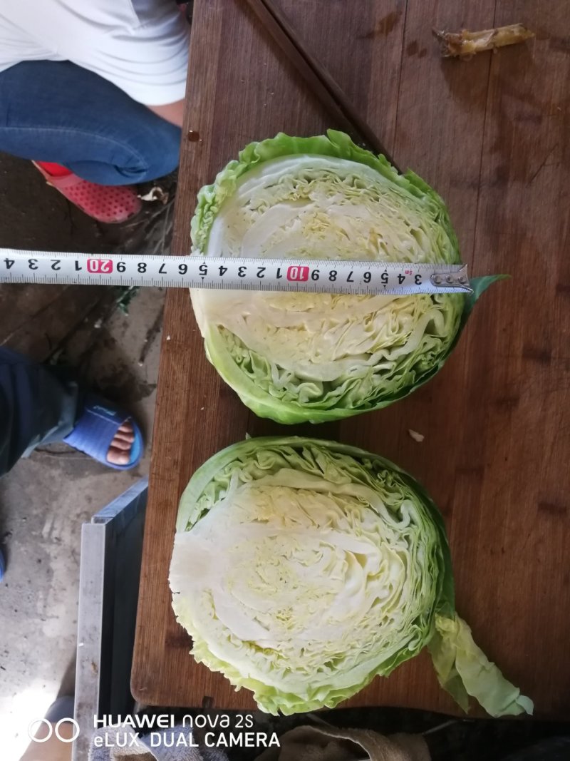 甘蓝产地直销可视频看货可打冷可代发全国