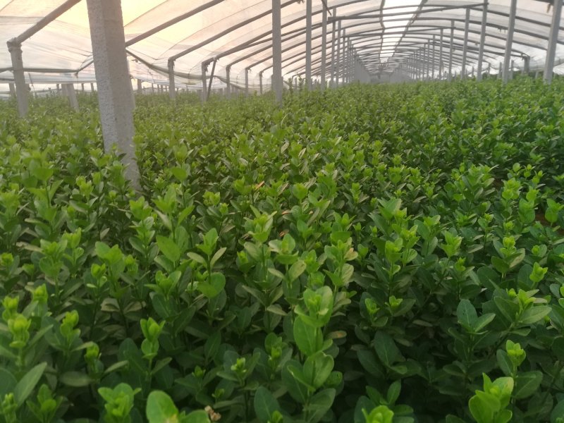 优质北海卫矛大量供应专注栽培20年，样像好，成活高，原产
