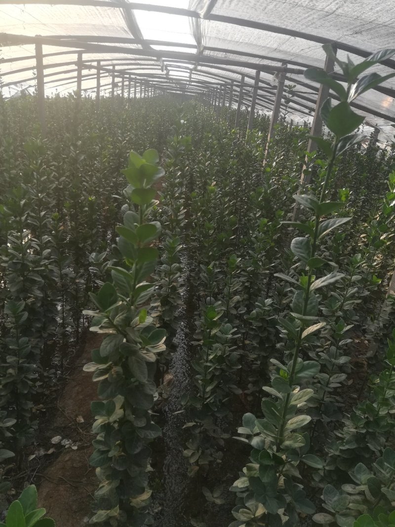 优质北海卫矛大量供应专注栽培20年，样像好，成活高，原产